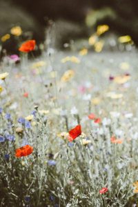 poppies and wildflowers